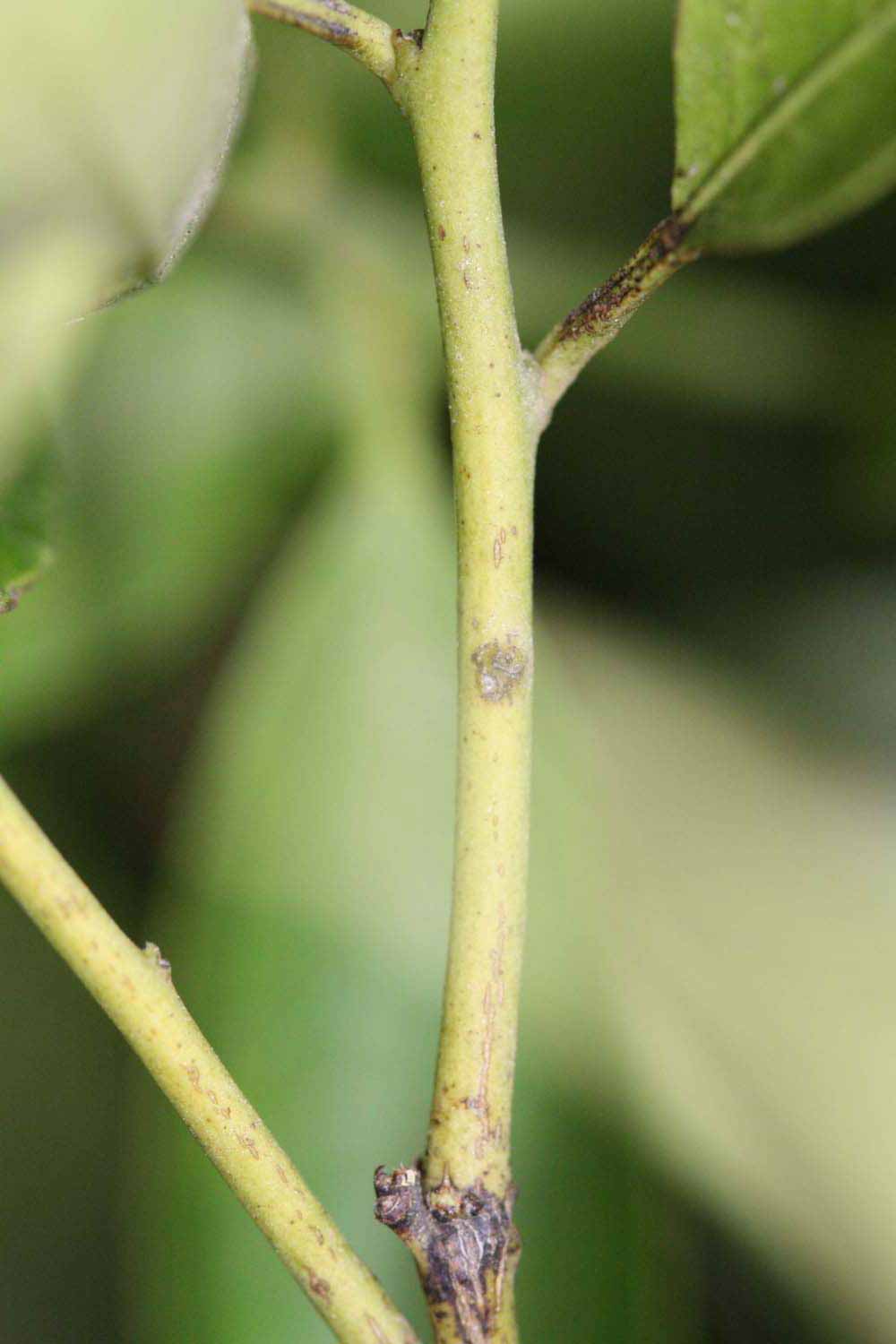            First year twig (Riverside, CA)   